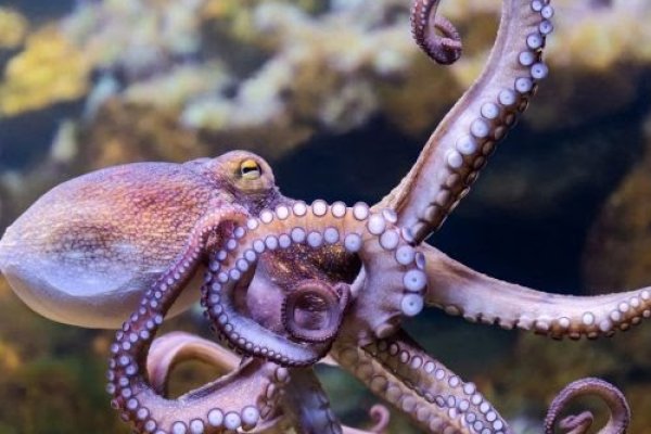 Kraken istand onion