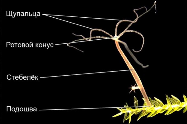 Кракен как войти